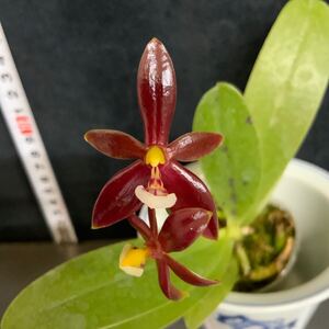 (^。 ^)(275) Phal. cornu-cervi var. vini 