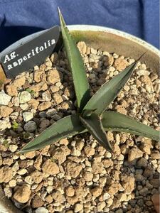 Agave asperifolia アガベ　アスペリフォリア　シャークスキン