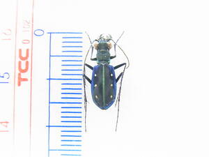 ラオス産コバルトブルーハンミョウ♂（標本）　レア　美麗種　Cicindela flavomaculata