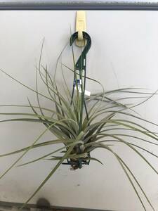 Tillandsia usneoides エアプランツ チランジア チランドシア 　送料込！40センチ前後　④