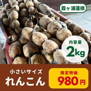 S Mサイズ混合 茨城県産泥付きれんこん霞ヶ浦蓮根2kg特売！②