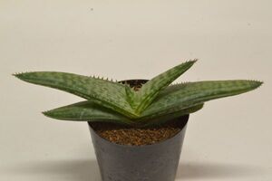 アロエ　グレイサディ　ALOE greatheadii