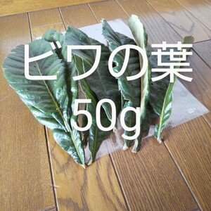 びわの葉 簡易包装込み約50g 農薬不使用