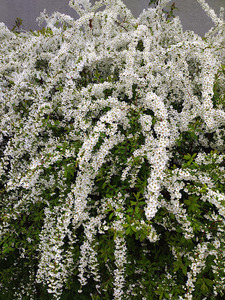 ユキヤナギ　雪柳　白花 　挿し木苗　即決