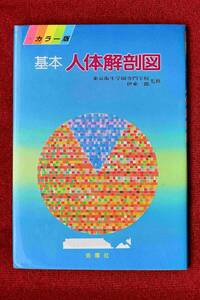 ★★★学生必見！基本「人体解剖図 」伊東一郎　監修★★★