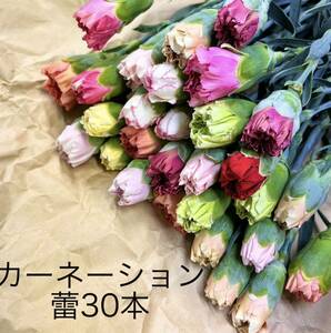 カーネーション 蕾MIX 30本 38〜43センチ 生花 切花