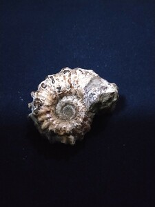 アンモナイト化石マダガスカル産 G6 鉱物標本 