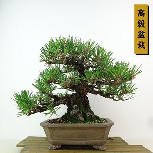 盆栽 松 黒松 樹高 約18cm くろまつ 高級盆栽 Pinus thunbergii クロマツ マツ科 常緑針葉樹 観賞用 小品 現品