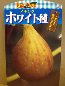 一本でも実がなります ホワイト無花果(白いちじく)苗木