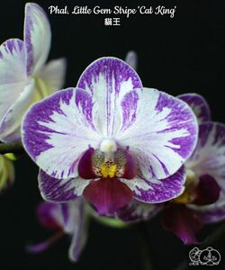 Y384 Phalaenopsis Little Gem Stripe 