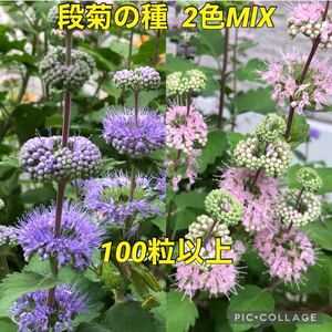 段菊　花の種