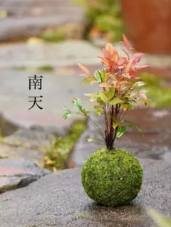 南天の苔玉　盆栽　お正月