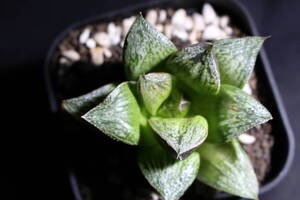 Haworthia /　紋班レツーサ　ハオルチア