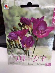 即決！♪送料無料　人気のお花　切花に人気！紫色　八重咲　フリージア　八重咲紫色　５球