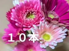 ガーベラ ピンク系１０本＋おまけ　 ２７センチ　生花　切り花