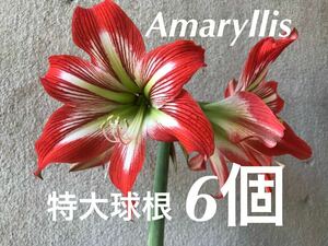 アマリリス　特大球根6個　約300g(1個)以上　赤、白の花