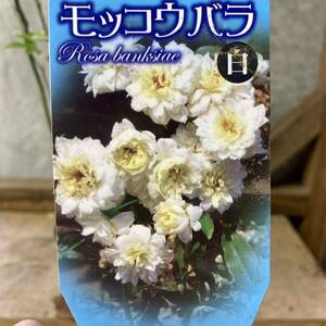 バラの苗　モッコウバラ（木香薔薇）　八重咲き　白花