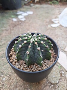 Gymnocalycium　ギムノカリキウム・ミハノビッチ