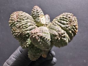 特選 Euphorbia obesa 綴化 子吹き ユーフォルビア オベサ 厳選株 特大株 一点もの