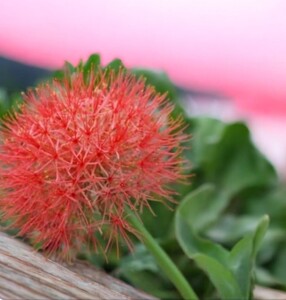 ハエマンサス　線香花火　希少