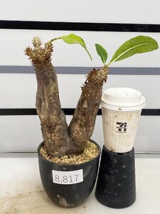 8817 「塊根植物」パキポディウム エニグマティクム 植え【発根・Pachypodium enigmaticum・多肉植物】