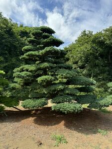 千葉発 五葉松 植木 庭木 銘木 日本庭園 シンボルツリー リアルアート　現物確認対応