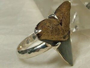 *鮫歯化石（fossil shark tooth）銀台リング１３号