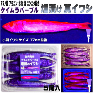 テンヤタチウオ 餌 テンヤ太刀魚 仕掛け 激臭にんにく アミノ酸配合 紫外線蛍光発光 ケイムラパープル 塩締め マイワシ 17cm前後 ５尾入