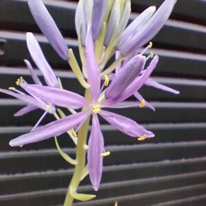 ● カマシア・レイヒトリニー ● 長く伸びた茎に星形の花 ● ライヒトリニー ● リヒトリニー ● 植えっぱなしでOK ● 芽出し球根 ●