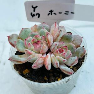 Y47 ホーニー 多肉植物 エケベリア 韓国苗