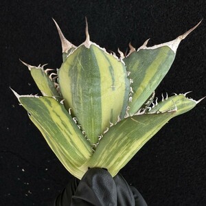  Lj_plants A123 多肉植物 アガベチタノタ錦 鮮明錦 極上錦 四季穩定錦 