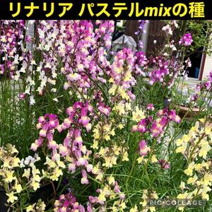 リナリア混合 花の種