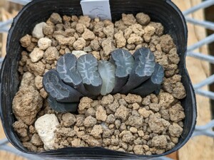 玉扇　K.G. ハオルチア　ハオルシア　Haworthia　多肉植物