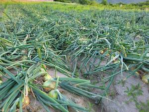 【淡路島の宝石】色鮮やかな玉ねぎを贅沢に楽しむ10kg逸品