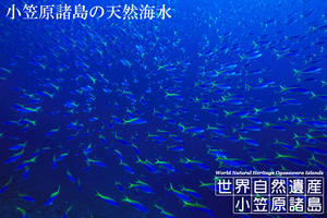 全国一律送料込み!世界遺産　小笠原諸島の天然海水 20L クリアな海水が180cm水槽に栄える！