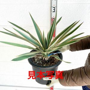 送料込み　斑入り　ユッカ　グロリオサ　バリエガータ【耐寒性/ポット/Yucca gloriosa variegata/ヤシ/アガベ/ドラセナ】999