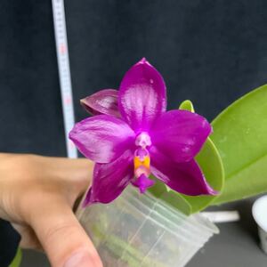 (^。 ^)(424) 洋蘭, Phal. Pearl Super Coral 