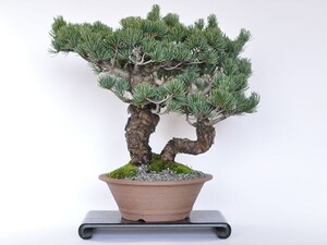 送料無料 五葉松　双竜 盆栽 ミニ盆栽 bonsai ボンサイ ぼんさい 中品 双幹 引越し祝昇進退職贈り物プレゼント