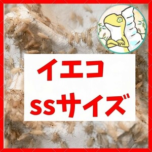 SSサイズ 【250匹＋増量20%】 送料込み1000円 イエコ　ヨーロッパイエコオロギ　送料無料