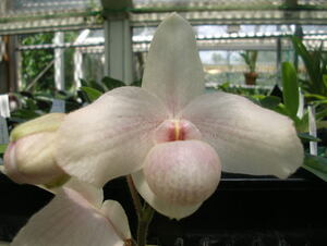 11/29 Paph.In-Charm Handel 残り１株 洋蘭 パフィオ