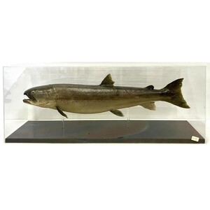 仙53【引取限定】イトウ 剥製 魚剥製 約80cm ケース入り 淡水魚 川魚 ハクセイ