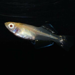 【雅めだか】アルビノ出目楊貴妃光体型　若魚オス1メス3　　現物出品　A6　あまり出回ってない品種です　筑紫めだか様直系