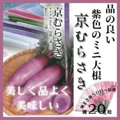 【野菜の種】美しく品よく美味しい「京むらさき」種２０粒～収穫約５０日～