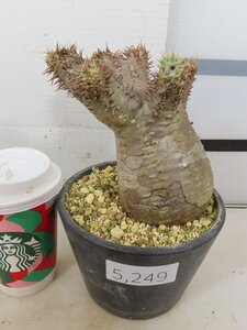 5249 「塊根植物」パキポディウム エニグマティクム 植え【発根・Pachypodium enigmaticum・多肉植物】