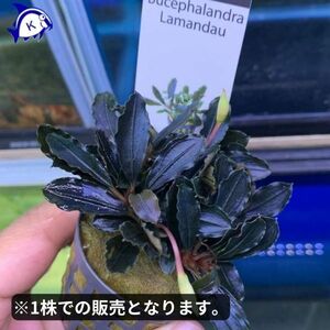 水草　ブセファランドラ・ラマンダウ　1株　※バラ売り水草は4点まで同梱可能（ネコポス）　活着　陰性