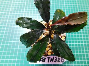 ◎3248TN326　 (自家栽培）水草　ブセファランドラ　Bucephalandra sp.　レッドエンペラー