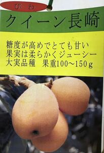 高糖度大実びわ クイーン長崎 接木苗木