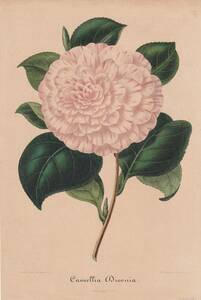 フランスアンティーク 博物画 植物画『Camellia』 多色刷り石版画　ボタニカルアート