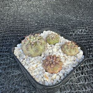 狐竜丸4本　実生Copiapoa cinerea v. columna-alba