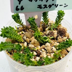 Y66 ザグザグラレモスグリーン 多肉植物 セダム